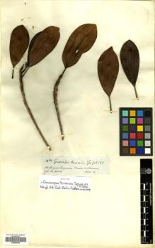 Type specimen at Edinburgh (E). Spruce, Richard: 3464. Barcode: E00504749.