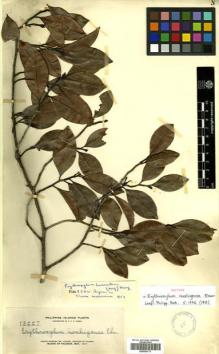Type specimen at Edinburgh (E). Elmer, Adolph: 13227. Barcode: E00504773.