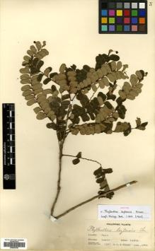 Type specimen at Edinburgh (E). Elmer, Adolph: 7267. Barcode: E00504780.