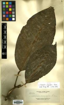 Type specimen at Edinburgh (E). Elmer, Adolph: 12303. Barcode: E00504783.