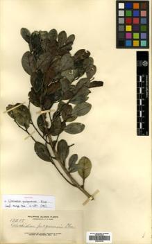 Type specimen at Edinburgh (E). Elmer, Adolph: 13215. Barcode: E00504795.