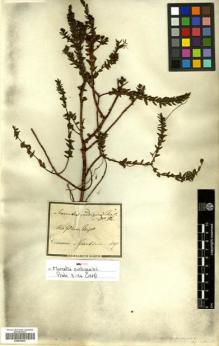 Type specimen at Edinburgh (E). Martius, Carl: . Barcode: E00504809.