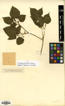 Type specimen at Edinburgh (E). Smith, Herbert: 1171. Barcode: E00504819.