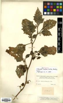Type specimen at Edinburgh (E). Smith, Herbert: 1145. Barcode: E00504824.