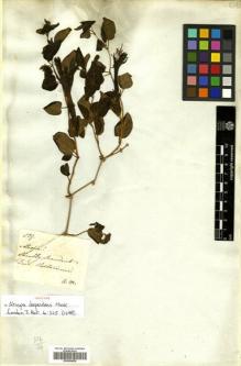 Type specimen at Edinburgh (E). Mathews, Andrew: 829. Barcode: E00504828.