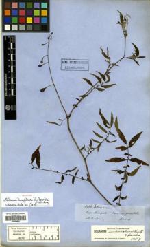 Type specimen at Edinburgh (E). Spruce, Richard: 3938. Barcode: E00504830.