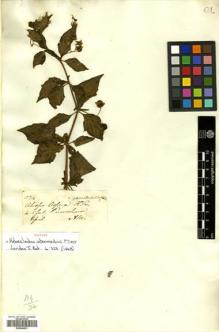 Type specimen at Edinburgh (E). Mathews, Andrew: 524. Barcode: E00504831.