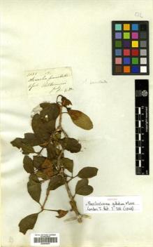 Type specimen at Edinburgh (E). Mathews, Andrew: 1151. Barcode: E00504833.