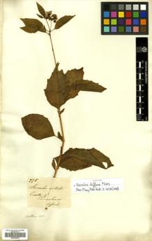 Type specimen at Edinburgh (E). Mathews, Andrew: 775. Barcode: E00504838.