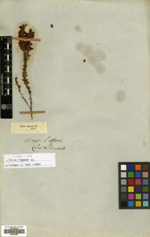 Type specimen at Edinburgh (E). Drège, Jean: . Barcode: E00504853.