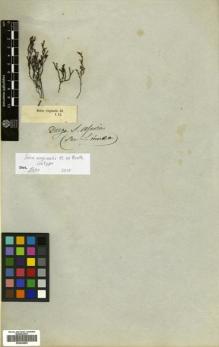 Type specimen at Edinburgh (E). Drège, Jean: . Barcode: E00504855.