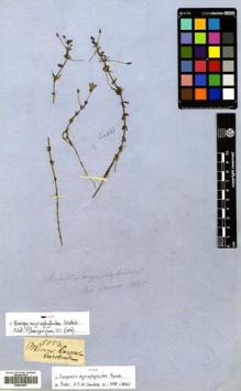 Type specimen at Edinburgh (E). Gardner, George: 5054. Barcode: E00504857.