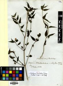 Type specimen at Edinburgh (E). Gardner, George: 101. Barcode: E00504867.