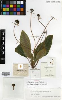 Type specimen at Edinburgh (E). Cultivated Plant (Non RBGE) (CULT): . Barcode: E00504871.