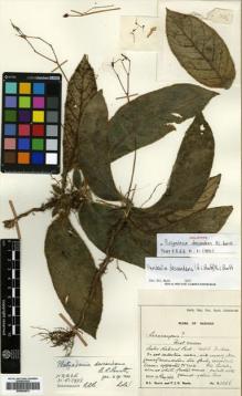 Type specimen at Edinburgh (E). Burtt, Brian; Woods, Patrick: B.1856. Barcode: E00504874.