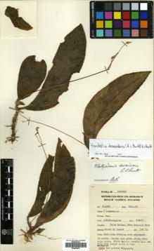 Type specimen at Edinburgh (E). Purseglove, John: P.4996. Barcode: E00504875.
