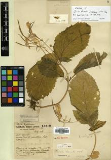 Type specimen at Edinburgh (E). Forrest, George: 16818. Barcode: E00504876.