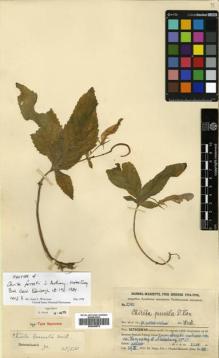 Type specimen at Edinburgh (E). Handel-Mazzetti, Heinrich: 5343. Barcode: E00504878.