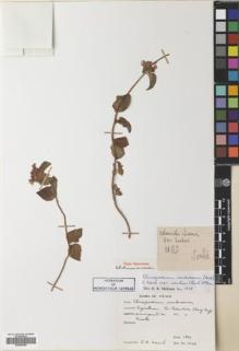 Type specimen at Edinburgh (E). Soulié, Jean: 1063. Barcode: E00504994.