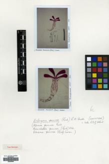 Type specimen at Edinburgh (E). Roxburgh, William: ICONES ROXBURGHIANAE 2007 . Barcode: E00505068.