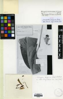 Type specimen at Edinburgh (E). Winkler, Hubert: 2147. Barcode: E00505069.