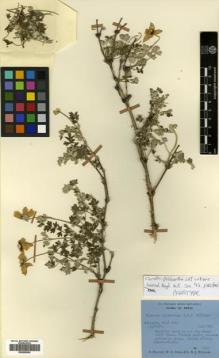 Type specimen at Edinburgh (E). Polunin, Oleg; Sykes, William; Williams, Leonard: 2152. Barcode: E00505095.