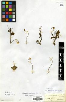 Type specimen at Edinburgh (E). Wallich, Nathaniel: 4690. Barcode: E00505108.