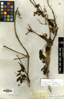 Type specimen at Edinburgh (E). Wallich, Nathaniel: 4681B. Barcode: E00505110.