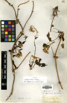 Type specimen at Edinburgh (E). Wallich, Nathaniel: 4681B. Barcode: E00505112.
