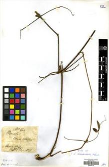 Type specimen at Edinburgh (E). Wallich, Nathaniel: 844. Barcode: E00505142.