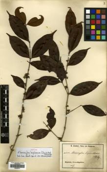 Type specimen at Edinburgh (E). Zenker, Georg: 3305. Barcode: E00505191.