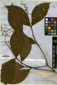 Type specimen at Edinburgh (E). Spruce, Richard: . Barcode: E00505195.