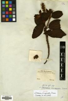 Type specimen at Edinburgh (E). Sellow, Friedrich: . Barcode: E00505196.