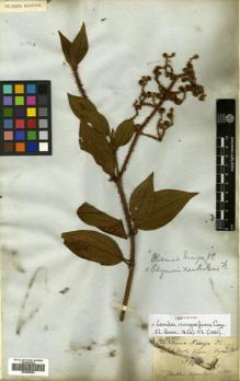 Type specimen at Edinburgh (E). Gardner, George: 386. Barcode: E00505204.