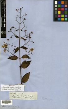 Type specimen at Edinburgh (E). Spruce, Richard: 2467. Barcode: E00505205.