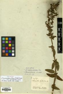 Type specimen at Edinburgh (E). Schomburgk, Robert: 719. Barcode: E00505206.