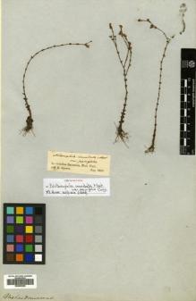 Type specimen at Edinburgh (E). Spruce, Richard: . Barcode: E00505208.