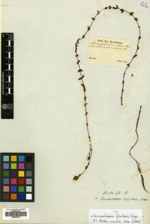 Type specimen at Edinburgh (E). Sellow, Friedrich: . Barcode: E00505212.