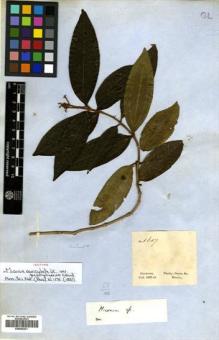 Type specimen at Edinburgh (E). Gardner, George: 1607. Barcode: E00505221.