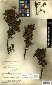 Type specimen at Edinburgh (E). Forrest, George: 10378. Barcode: E00505230.