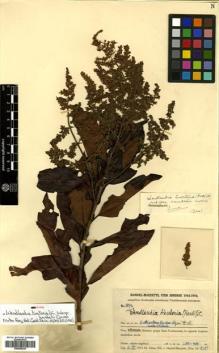 Type specimen at Edinburgh (E). Handel-Mazzetti, Heinrich: 5874. Barcode: E00505234.