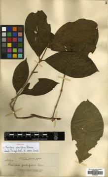 Type specimen at Edinburgh (E). Elmer, Adolph: 14060. Barcode: E00505236.