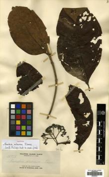 Type specimen at Edinburgh (E). Elmer, Adolph: 10978. Barcode: E00505237.