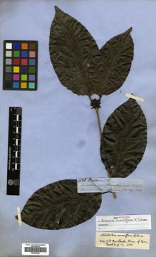 Type specimen at Edinburgh (E). Spruce, Richard: 4806. Barcode: E00505239.