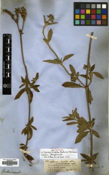 Type specimen at Edinburgh (E). Spruce, Richard: 2051. Barcode: E00505240.