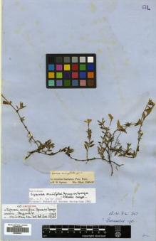 Type specimen at Edinburgh (E). Spruce, Richard: . Barcode: E00505241.