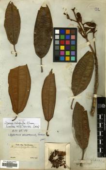 Type specimen at Edinburgh (E). Sellow, Friedrich: . Barcode: E00505244.