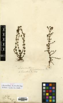 Type specimen at Edinburgh (E). Gardner, George: 2591. Barcode: E00505248.