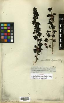 Type specimen at Edinburgh (E). Spruce, Richard: 3222. Barcode: E00505251.