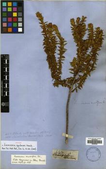 Type specimen at Edinburgh (E). Gardner, George: 4617. Barcode: E00505256.